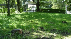 Obrazek domyslny serwisu strumien.pl