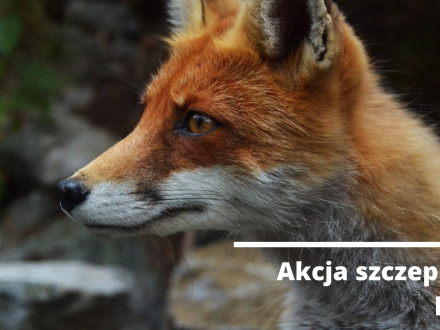 Akcja szczepienia lisów