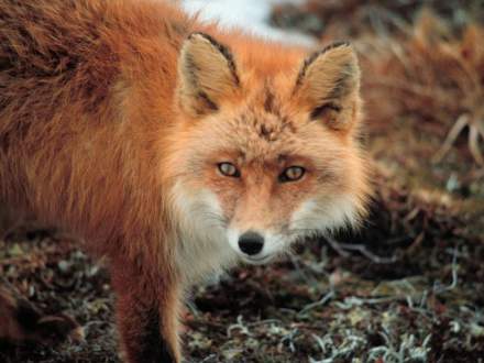 fot. wikimedia commons