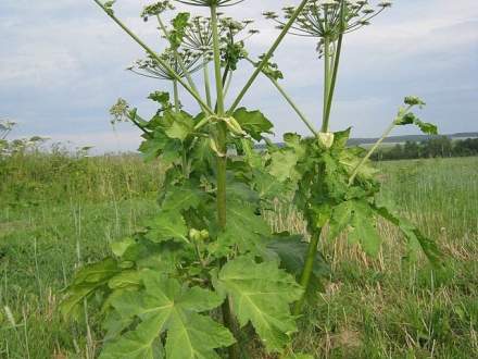 fot. wikimedia commons