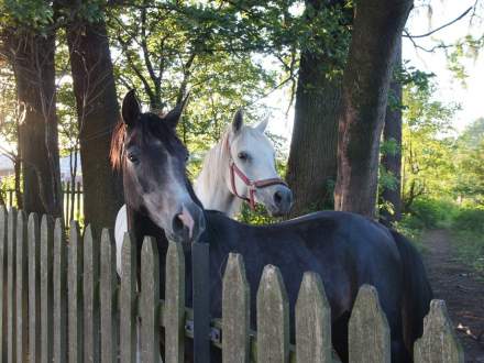 Marsz Nordic Walking