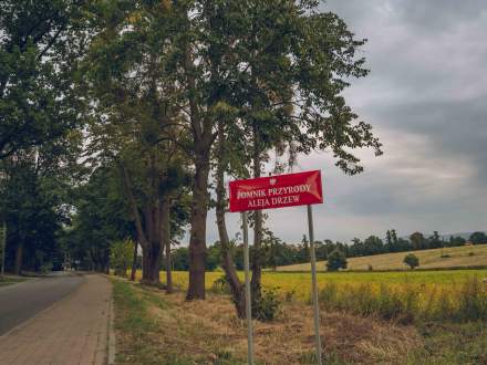 ALEJA DĘBOWO - LIPOWA wzdłuż ul. Głównej w Pruchnej