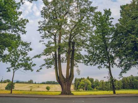 ALEJA DĘBOWO - LIPOWA wzdłuż ul. Głównej w Pruchnej