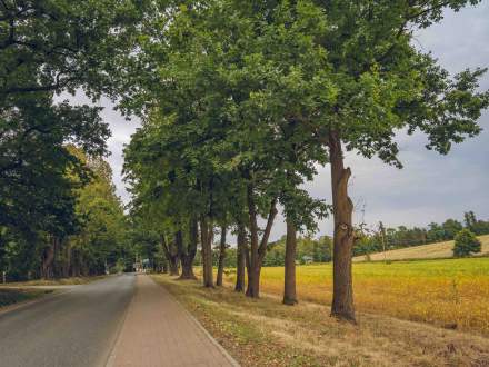 ALEJA DĘBOWO - LIPOWA wzdłuż ul. Głównej w Pruchnej