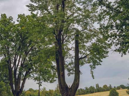 ALEJA DĘBOWO - LIPOWA wzdłuż ul. Głównej w Pruchnej