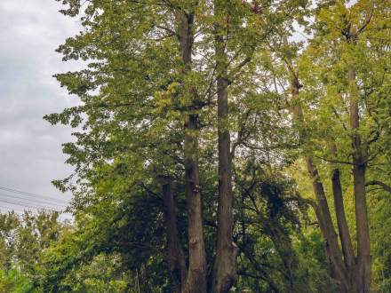 ALEJA DĘBOWO - LIPOWA wzdłuż ul. Głównej w Pruchnej