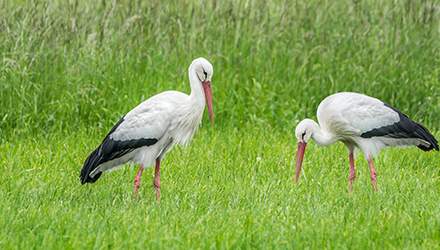 Inwestycje na obszarach Natura 2000 - trwa nabór wniosków