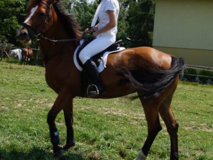 Amatorskie Zmagania Jeździeckie