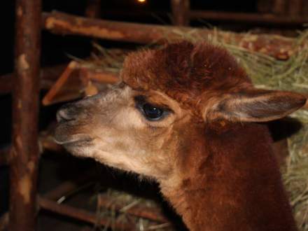 Strumieńskie Betlejem