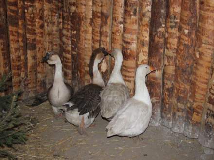 Strumieńskie Betlejem