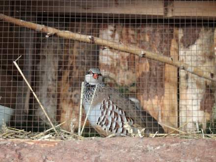 Strumieńskie Betlejem