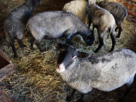 Strumieńskie Betlejem