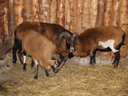 Strumieńskie Betlejem