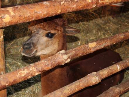 Strumieńskie Betlejem