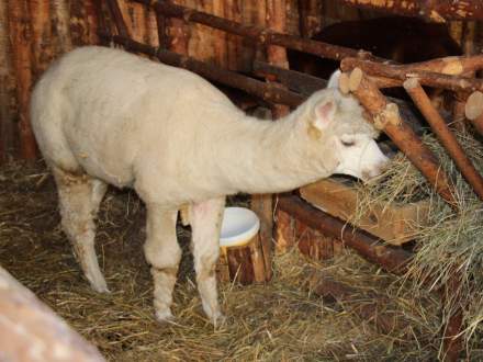 Strumieńskie Betlejem