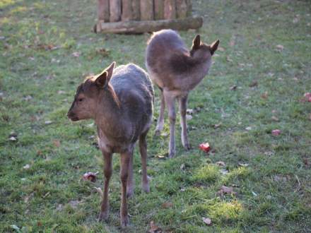 Strumieńskie Betlejem