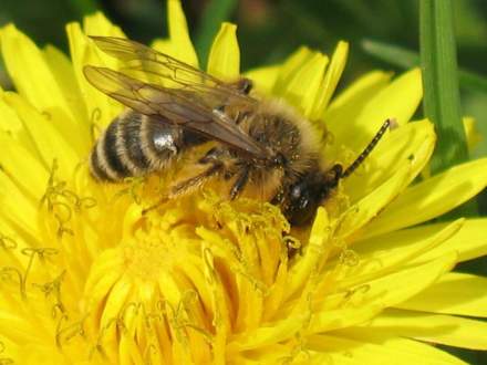 Wystawa Pszczelarska w Galerii Pod Ratuszem