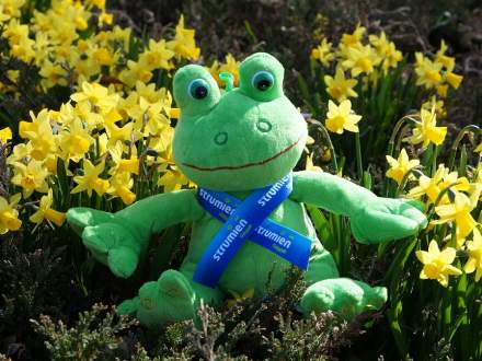 Żabka czeka na swoje imię...