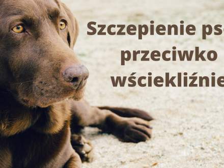 Szczepienie psów przeciwko wściekliźnie