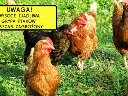 Uwaga! Wysoce zjadliwa grypa ptaków obszar zagrożony - grafika informacyjna