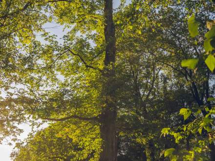 Wiąz Szypułkowy przy ul. Ks. Londzina na terenie ZGKiM w Strumieniu