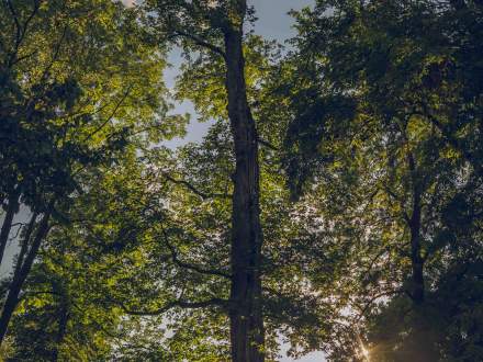 Wiąz Szypułkowy przy ul. Ks. Londzina na terenie ZGKiM w Strumieniu