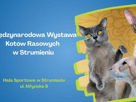 wystawa kotów