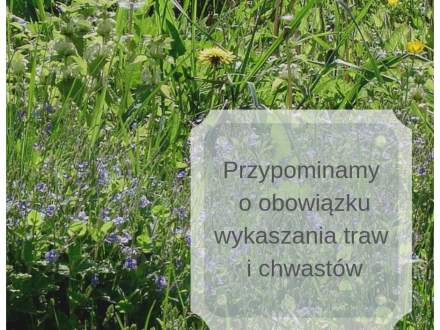 Przypominamy o obowiązku wykaszania traw i chwastów