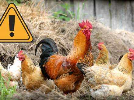 Powiatowy Lekarz Weterynarii w Cieszynie przypomina o konieczności zachowania zasad bioasekuracji drobiu