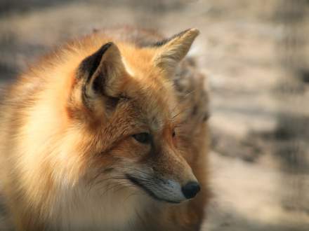 Szczepionka przeciwko wsciekliźnie