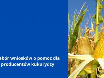 Nabór wniosków o pomoc dla producentów kukurydzy
