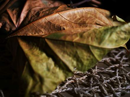 II nagroda fotografia (grupa młodsza) Kalina Mendrek, Zbytków, Przejscie między porami