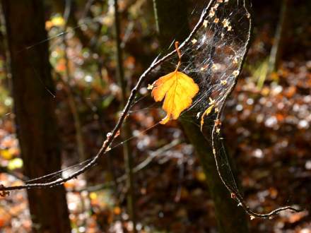 wyróżnienie fotografia (grupa starsza) Ewa Piechaczek, Ochaby Małe, Jesienna rapsodia