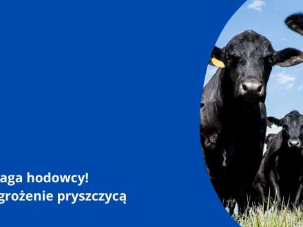 Pryszczyca - uwaga hodowcy!