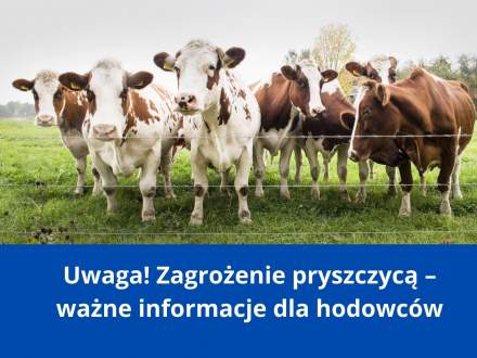 Uwaga! Zagrożenie pryszczycą – ważne informacje dla hodowców