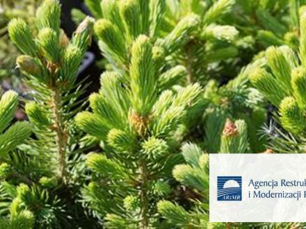 Prywatny las z dotacją