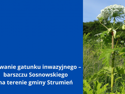 Usuwanie gatunku inwazyjnego – barszczu Sosnowskiego na terenie gminy Strumień, żródło zdjęcia:  https://pl.wikipedia.org/wiki/Barszcz_Sosnowskiego#/media/Plik:Heracleum_sosnowskyi_kz13.jpg