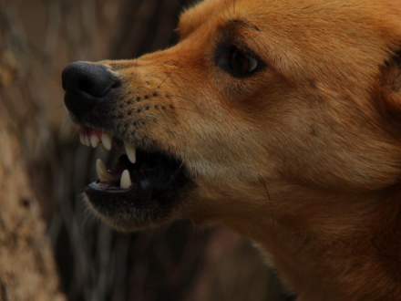 Obowiązek szczepień