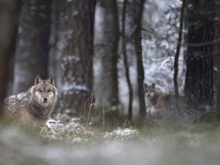 Aktywność wilczych watah na terenie kraju