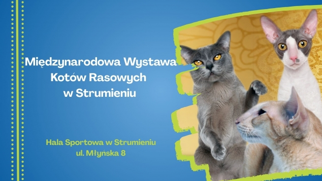 wystawa kotów
