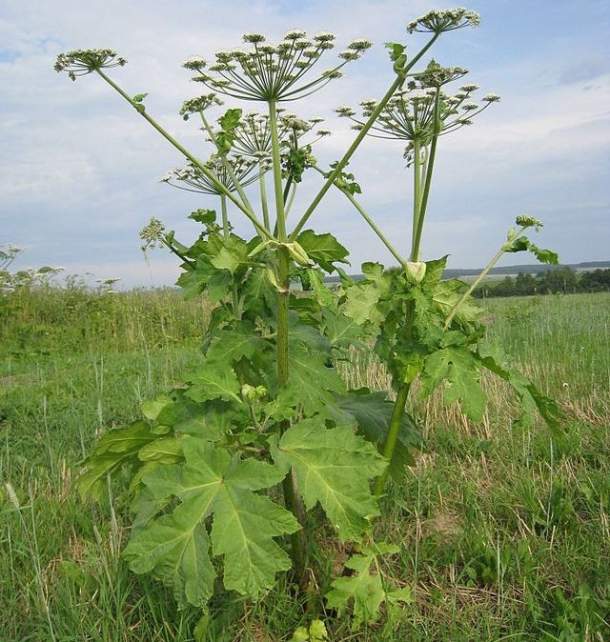 fot. wikimedia commons