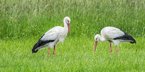 Inwestycje na obszarach Natura 2000 - trwa nabór wniosków