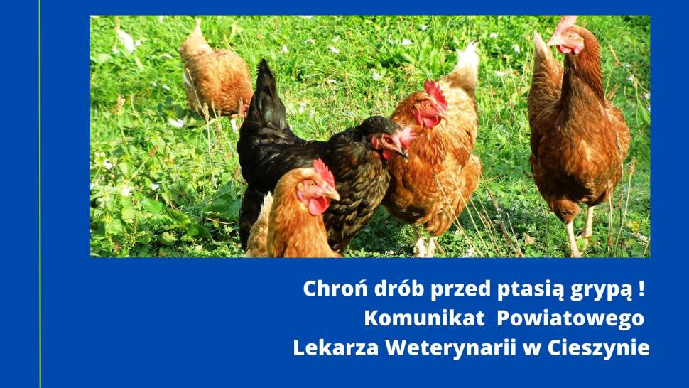 Chroń drób przed ptasią grypą - Komunikat Powiatowego Lekarza Weterynarii