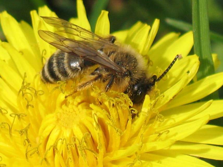 Wystawa Pszczelarska w Galerii Pod Ratuszem