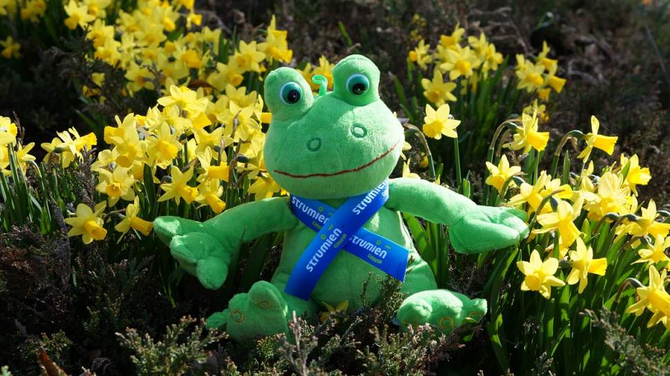 Żabka czeka na swoje imię...