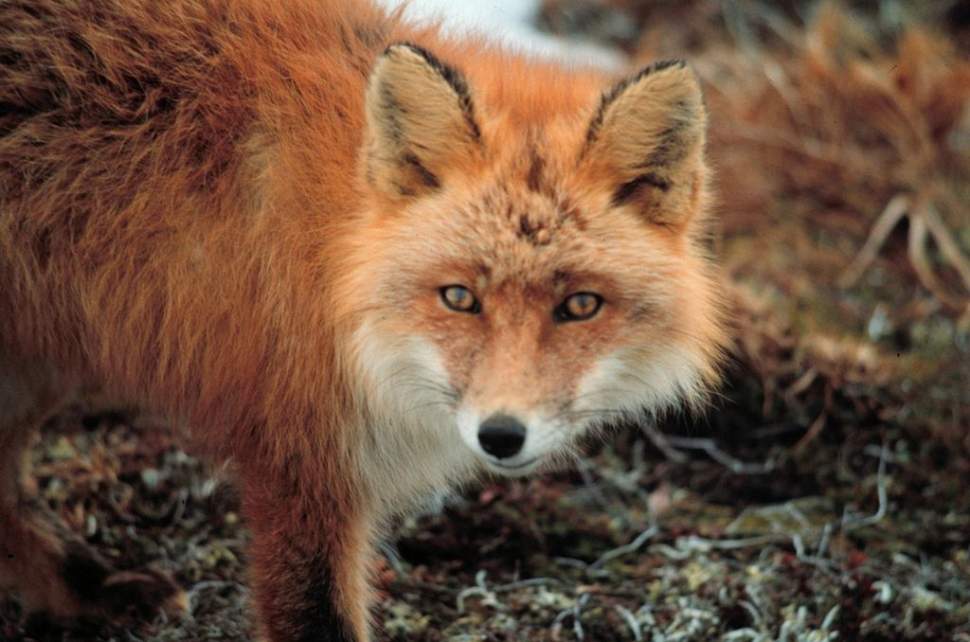 Jesienna akcja szczepienia lisów