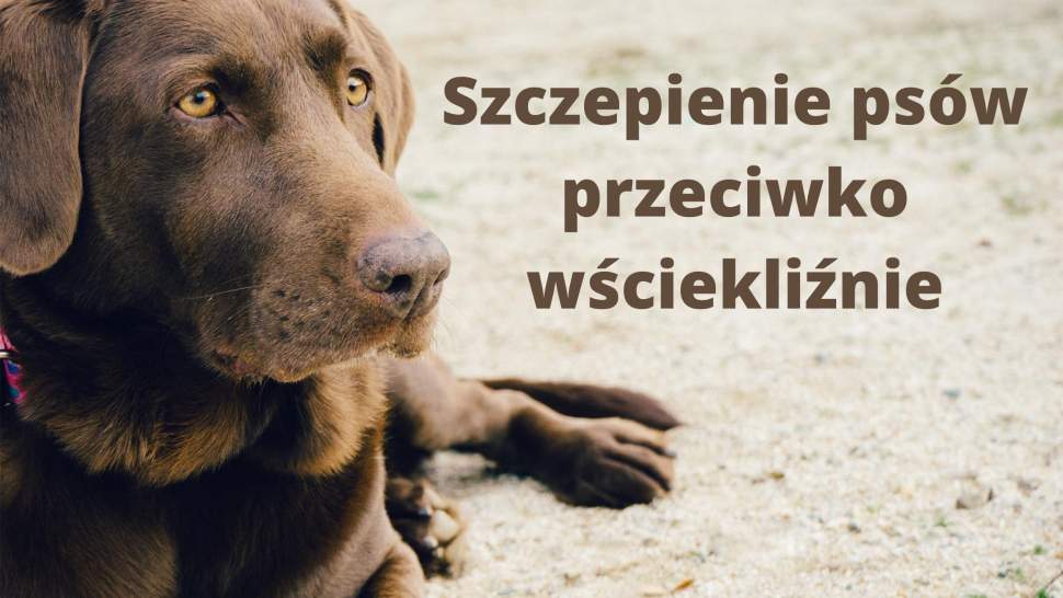 Szczepienie psów przeciwko wściekliźnie
