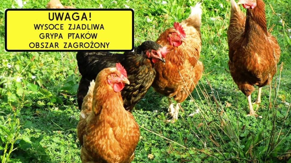 Uwaga! Wysoce zjadliwa grypa ptaków obszar zagrożony - grafika informacyjna