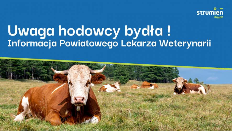 Uwaga hodowcy bydła - Informacja Powiatowego Lekarza Weterynarii