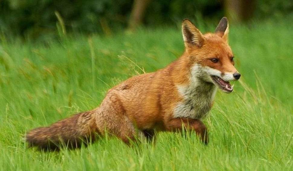 Wiosenna akcja szczepienia lisów